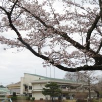 桜七分咲き