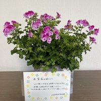 福祉委員会から養護老人ホーム滴翠苑へ鉢花を寄贈しました。
