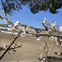 学校の梅も開花しました！