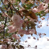 学校の八重桜が満開です！