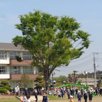 千代田義務のシンボルツリー「欅」