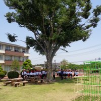 暑さから子どもたちを守る欅（ケヤキ）の木