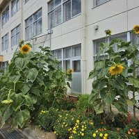 学年の花壇